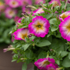 A close-up of bright pink petunias with yellow centers in a hanging basket.