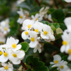 A close-up image of white begonia flowers in a hanging basket.