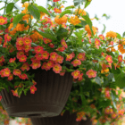 An image of a 12" brown plastic hanging basket with yellow and orange million bells and lantana.