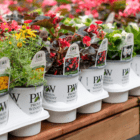 An image of rows of white plastic Proven Winners pots on a wooden table.