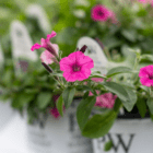 An image of bright pink million bells in a white plastic Proven Winners pot.