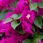 An image of bright pink bougainvillea blooms with small white flowers in the center.