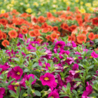 An image of blooming million bells in pink, orange, and yellow.