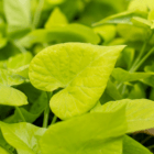 An image of a lime green heart-shaped potato vine leaf.