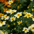 An image of white and yellow bidens blooms.