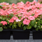 An image of pink impatiens plants in black plastic cell packs sitting on a silver metal cart.