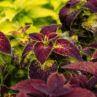 An image of deep red coleus leaves with lime green edges.