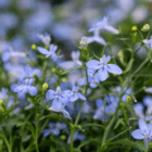 An image of blue lobelia blooms.