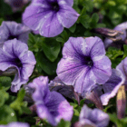 An image of purple petunia blooms with water droplets.