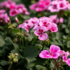 An image of pink geranium blooms with a dark red center.