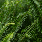 An image of a green leaf on a Kimberly queen fern.