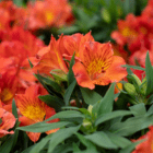 A close-up of bright orange blooms on an alstroemeria.