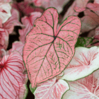 A close-up of a pink heart-shaped caladium leaf with green veins.