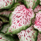 A close-up of a white heart-shaped caladium leaf with dark pink spots and green leaf edges.