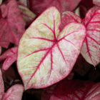 A close-up of a light pink heart-shaped caladium leaf with lime green accents and dark pink veins.