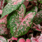 A close-up of a dark green and pink spotted heart-shaped caladium leaf with dark pink veins.