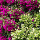 An image of bright pink and pale yellow blooms on bougainvillea plants.