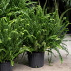 A Kimberly Queen fern is potted in a black plastic pot and sits on a cement floor with more greenery blurred in the background.