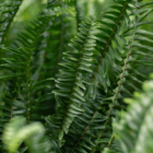 A close-up of a Kimberly Queen fern with its upright, green, sword-shaped fronds.