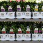 Trays of white plastic Proven Winners pots with various million bell plants in them sit on metal shelves on a greenhouse cart.