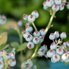 Unripe blueberries are growing on a green stem.