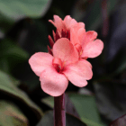 A close-up of a salmon-coloured canna lily flower with water droplets on it.