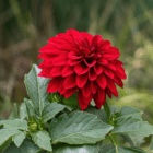 A close-up of a red dahlia bloom.