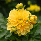 A close-up of a fluffy yellow dahlia bloom with other flower buds surrounding it.