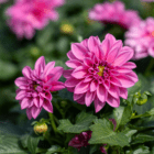 A close-up of fluffy light pink dahlia blooms.