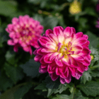 A close-up of pink dahlia blooms with creamy centers.