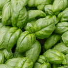 A close-up of green basil leaves with water droplets on them.