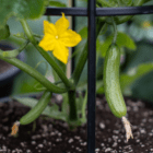 A close-up of a growing cucumber on a cucumber plant.