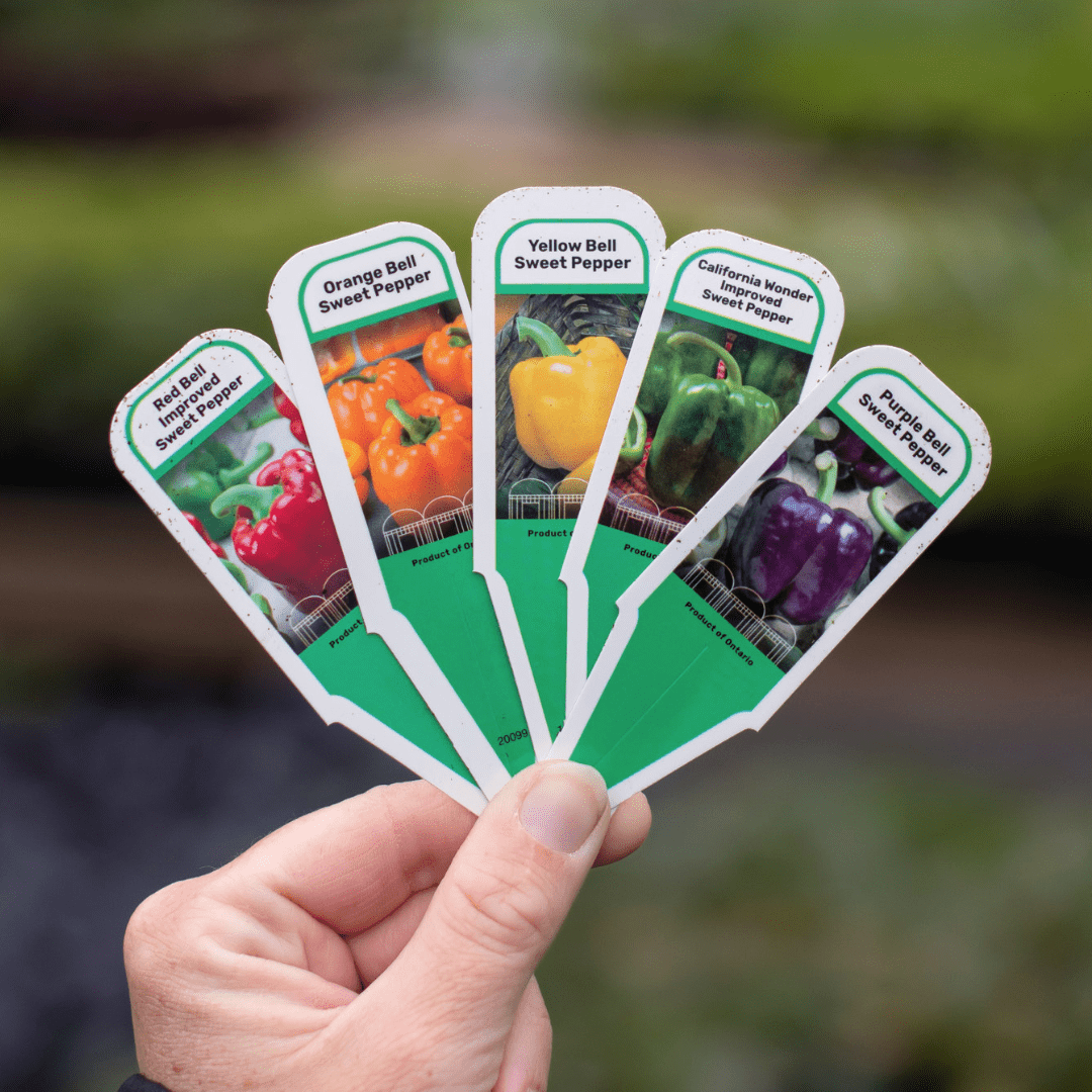 A hand holds up colourful plastic tags of different sweet peppers, like red bell, orange bell, yellow bell, green bell, and purple bell.