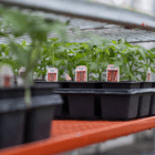 An image of a black plastic tray filled with red cherry tomato plants.