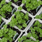An above view of small parsley plants in beige plastic square pots.