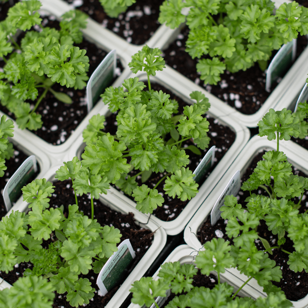 An above view of small parsley plants in beige plastic square pots.