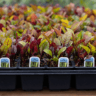 Colourful plants of red swiss chard are lined up in black plastic square pots on a wooden table.