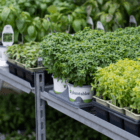 Pots of herbs sit on a metal display shelf in a garden centre.