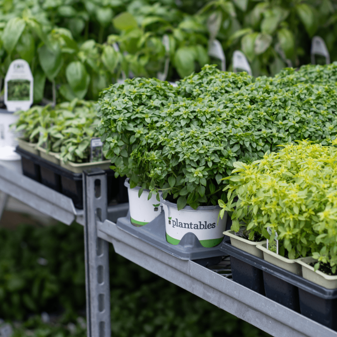 Pots of herbs sit on a metal display shelf in a garden centre.