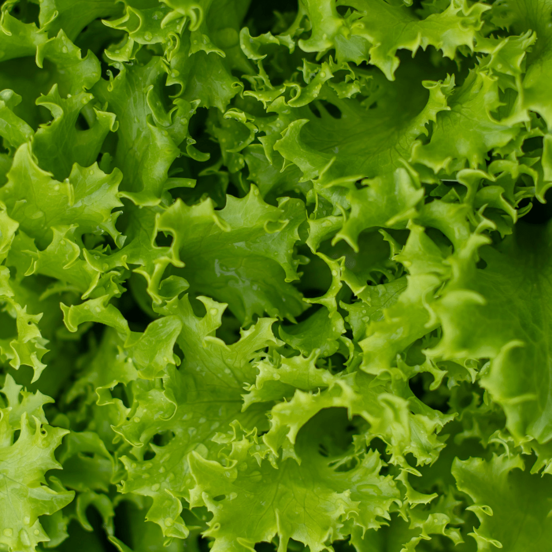 A close-up of green curly lettuce leaves.