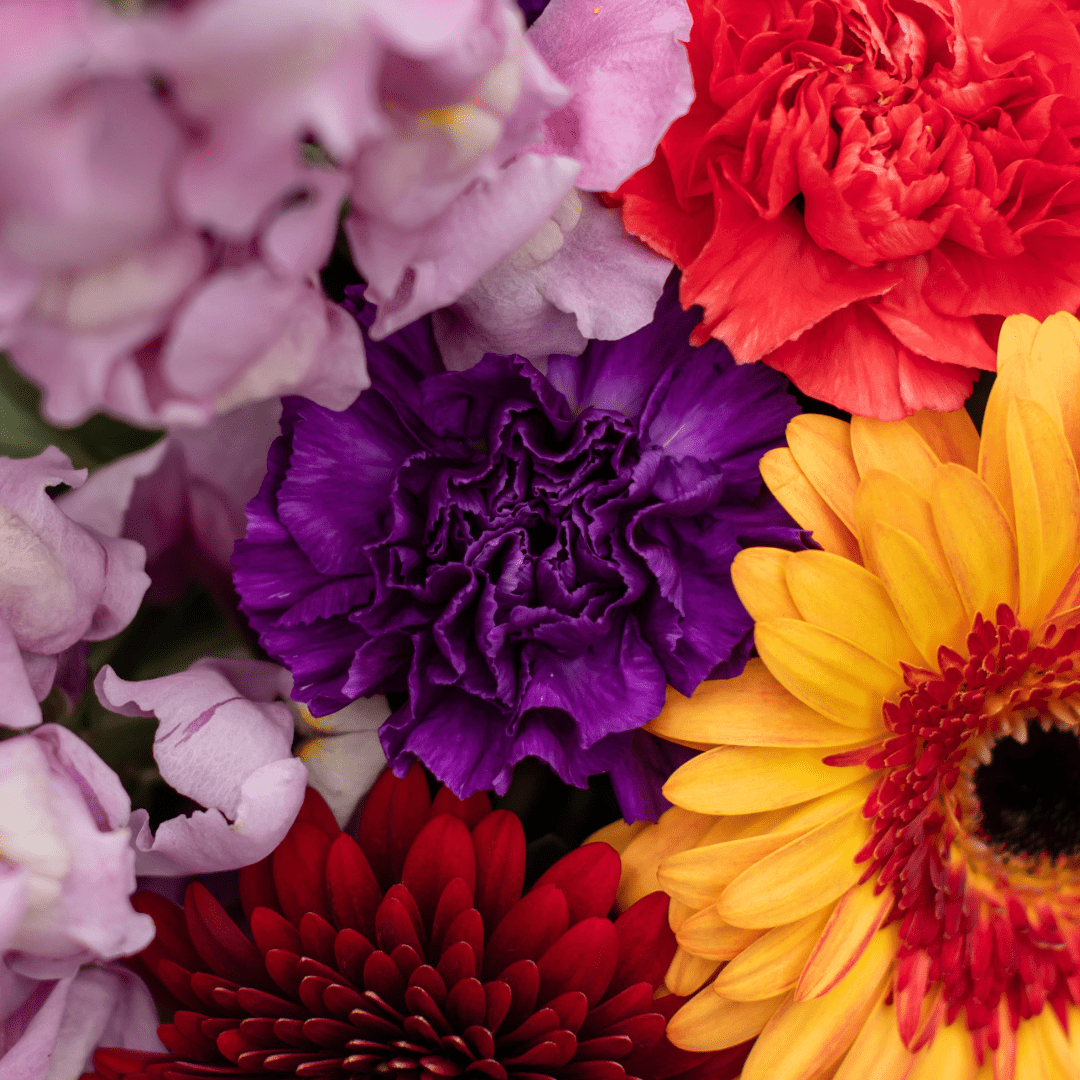 A close-up of a purple carnation in a floral arrangement.