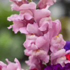 A close-up of the pink blooms on a snapdragon stem as part of a fresh floral arrangement.
