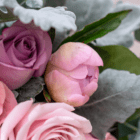 A close-up of a pink peony bud that has yet to open/bloom in a fresh floral arrangement.