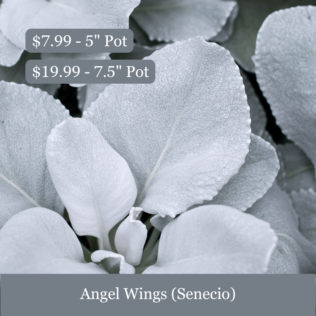 New Arrivals for Your Garden & Patio! – Vermeer