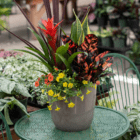 An image of an indoor/outdoor mixed planter with a red bromeliad, yellow and orange million bells, a colourful croton, a red-purple dracaena spike, and a green-yellow snake plant in a neutral grey/beige container.