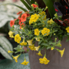 A close-up of the yellow and orange million bells in an indoor/outdoor mixed planter.