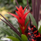 A close-up of the red spiky flower of a bromeliad plant in an indoor/outdoor mixed planter.