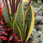 A close-up of the sage green leaves with yellow edges of a snake plant in an indoor/outdoor mixed planter.
