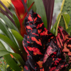 A close-up of the black and orange spotted foliage of a croton in an indoor/outdoor mixed planter.