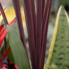 A close-up of the red-purple spiky foliage of a dracaena plant in an indoor/outdoor mixed planter.